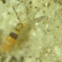 Entomobrya nigrocincta
