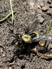Laphria divisor