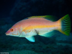 Bodianus scrofa