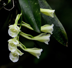 Rodriguezia granadensis