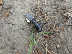 Dorcadion carinatum