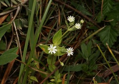 Stellaria littoralis