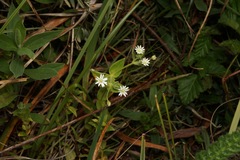 Stellaria littoralis