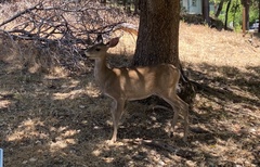 Odocoileus hemionus columbianus