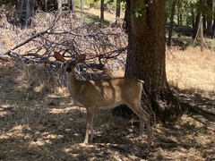Odocoileus hemionus columbianus