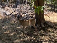 Odocoileus hemionus columbianus