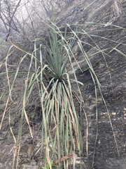 Dasylirion berlandieri