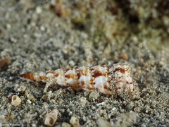 Turritella turbona