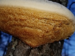 Pseudospongipellis unicolor