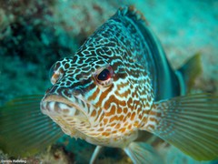 Serranus papilionaceus