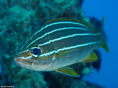 Parapristipoma octolineatum