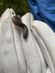 Carphophis amoenus helenae