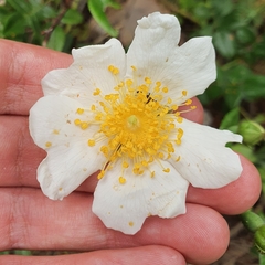 Rosa sempervirens image