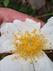 Image of Rosa sempervirens