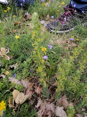 Thymelaea sanamunda