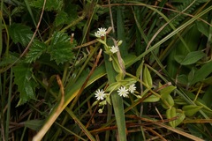 Stellaria littoralis