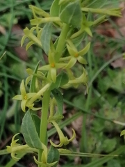 Thymelaea sanamunda