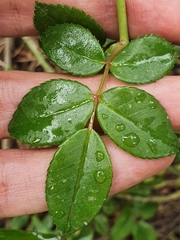 Rosa sempervirens image