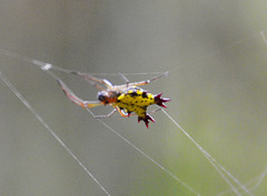 Micrathena decorata