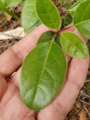 Viburnum tinus subsp. tinus image