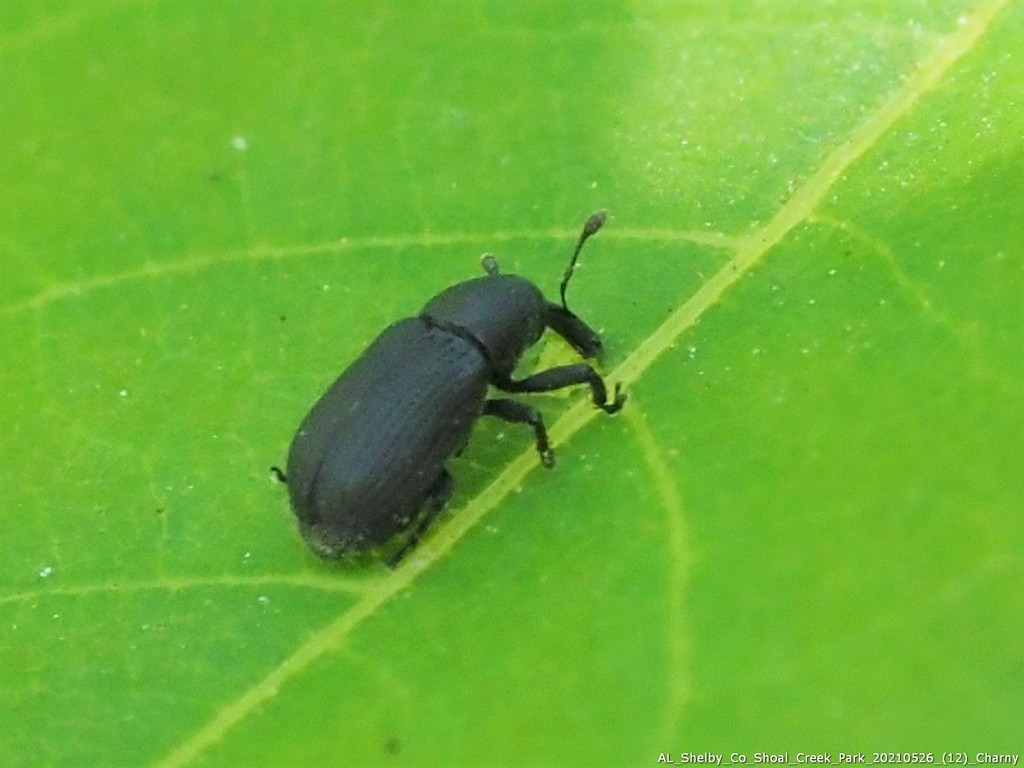 Magdalis Rufa Magdalis from Shoal Creek Park, Shelby Co., AL on May 26, 2021 at 09:30 ...