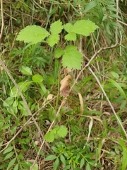 Rubus ulmifolius image