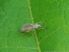 Aphrastus taeniatus