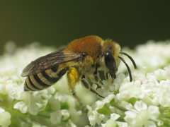 Colletes similis