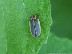 Pyractomena borealis