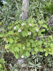 Conocarpus
