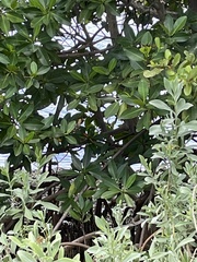 Conocarpus