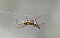 Micrathena decorata