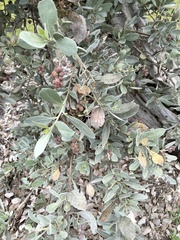 Conocarpus