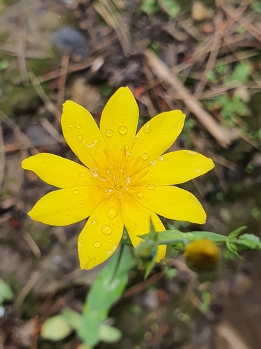 Blackstonia grandiflora
