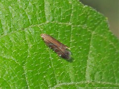 Strobisia proserpinella