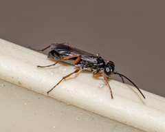 Agenioideus cinctellus
