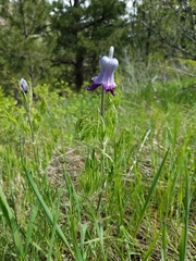 Clematis hirsutissima