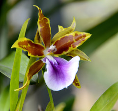 Miltonia clowesii