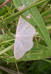 Idaea litigiosaria