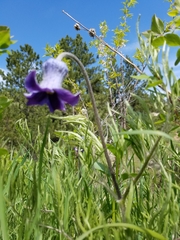 Clematis hirsutissima