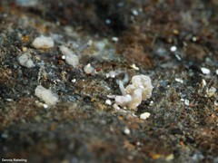 Spurilla neapolitana