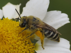 Colletes similis