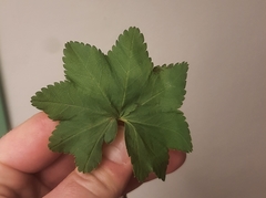 Alchemilla glabra