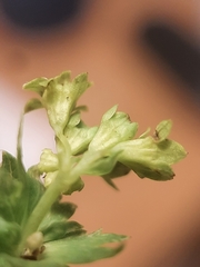 Alchemilla glabra
