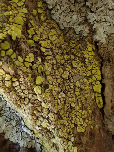 iNaturalist observation photo of Yellow Cobblestone Lichen