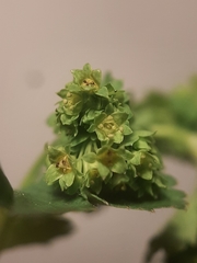 Alchemilla glabra