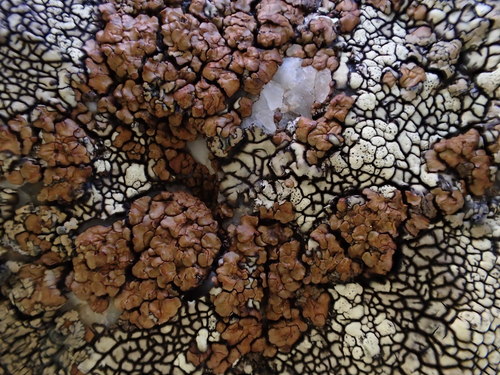 iNaturalist observation photo of Acarospora thamnina