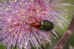 Phrynocepha deyrollei
