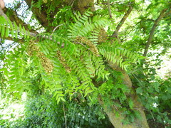 Gleditsia triacanthos