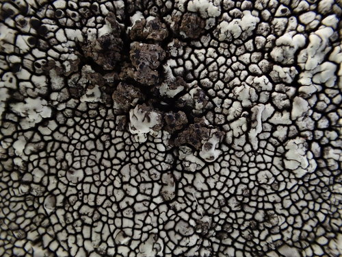 iNaturalist observation photo of California Mountain Lichen